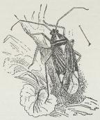 Fig. 1. Calocoris striatellus.