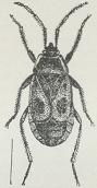 Fig. 2. Pyrrhocorus apterus.