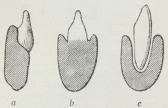 Fig. 1. Skema for Tændernes Fastvoksning hos<bKrybdyrene.