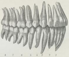 Fig. 3. Højre Tandrækker i Lukkestill ng (naturlig<bStørrelse). 1—2 Fortænder, 3 Hjørnetand, 4—5<bPræmolarer (= smaa Kindtænder), 6—7 Molarer (= store<bKindtænder), 8 Visdomstand.