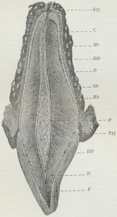 Fig. 4. Gennemsnit af en øvre Hjørnetand paa langs,<bforfra—bagtil. (Forstør. 6 Gange). Stp Stødpuden, Mr<bMarvrum i Kæbebenet (Gb), D D naturlige Defekter i<bDentinen paa Overgangen til Emaillen og Cementen.