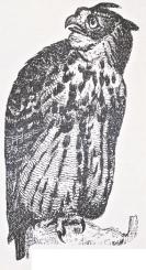Fig. 1. Stor Hornugle<b(Bubo ignavus).