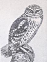 Fig. 3. Kirkeugle (Athene nactua).