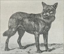 Ulv (Canis lupus).