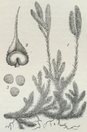 Almindelig Ulvefod (Lycopodium clavatum).<b1 Del af en Plante med Sporehusstande; 2 Blad med<bSporehus; S Sporer.