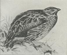 Vagtel (Coturnix communis).