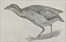 Vagtelkonge (Crex pratensis). Vagtelkonge (Crex pratensis).