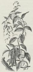 Vanilla planifolia.
