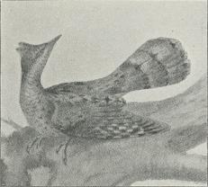 Vendehals (Jynx torquilla).