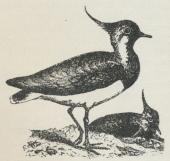 Vibe (Vanellus cristatus).