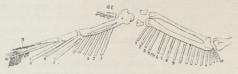 Fig. 2. Vingeskelet med Svingfjer. 1—11<bHaandsvingfjer, 1—19 Armsvingfjer, D<su1</su Tommelen.