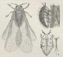 Vinlus (Phylloxera vastatrix), uvinget, vinget, sugende.<ba Sugesnabel, stærkt forstørret.