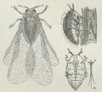 Vinlus (Phylloxera vastatrix), uvinget, vinget, sugende.<ba Sugesnabel, stærkt forstørret.