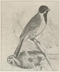 Fig. 1. Rørværling (Emberiza schoeniclus).