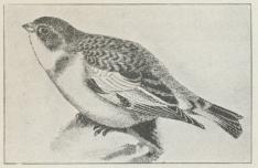 Fig. 2. Sneværling (Emberiza nivalis). Fig. 2. Sneværling (Emberiza nivalis).