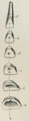 Fig. 2.<b<bFig. 2. Tværgennemsnit af en<bHestefortand, a den uslidte<bTyggeflade af en (i 4 1/2 Aars<bAlderen) nylig skiftet<bIndertand, b Tyggefladen i 7 Aars<bAlderen, c i 12 Aars Alderen,<bd i 15 Aars Alderen, e i 18<bAars Alderen, f i 20—25 Aars<bAlderen.