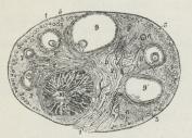 Fig. 1. Gennemsnit af Kattens Æggestok, 6 Gange<bforstørret (efter Schrön). 1 tunica albuginea, 2<bMarvsubstans, 3 Barksubstans, 4 Blodkar, 5 Graaf’ske<bFollikler, 6—9 saadanne paa senere Udviklingstrin, 10<bcorpus luteum.