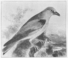Ællekrage (Coracias garrula).