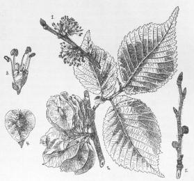 Fig. 1 og 2. Blomstrende Kvist samt Gren med Frugt. —<bFig. 3. Blomst. — Fig. 4. Moden Frugt. — Fig. 5. Gren<bmed Bladknopper og Blomsterknopper.