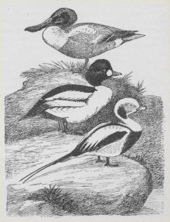 Fig. 4. 1) (øverst) Skeand (Anas clypeata), 2)<bHvinand (Clangula glaucion), 3) Havlit (Harelda glacialis).