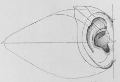 Fig. 1. Menneskets Øre sammenlignet med Bavianens<b(—) og Oksens (....). (Efter Schwalbe).<bc, c1, c2 Darwin’s Spids.