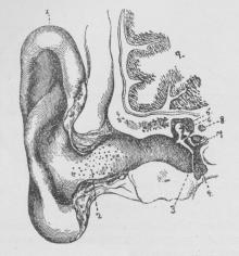 Fig. 2. Vertikalt Længdesnit gennem Øregang og<bMellemøre. (Efter Politzer). 1 ydre Øre, 2 Øregang, 3<bTrommehinde, 4 Trommehule, 5 Hammer, 6 Ambolt,<b7 Stigbøjle, 8 Kanalen for Ansigtsnerven, 9 Hjernen.