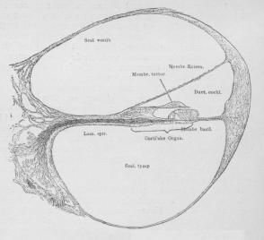 Fig. 4. Mikroskopisk Snit af en af Sneglens Vindinger.<b(Efter Henle). 30 Gange forstørret.