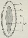 Fig. 1. Et Frø, gennemskaaret paa langs.<bs Frøskal; h Frøhvide; p Kim; b Kimblade; <bk Kimknop; r Kimrod.