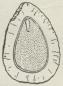 Fig. 3. Gennemskaaret Frø af Ribs.