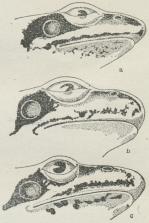 Fig. 1.<ba Hoved af den spidssnudede Frø (Rana arvalis ♀); <bb Hoved af den butsnudede Frø (Rana platyrrhinus ♂); <bc Hoved af Springfrøen (Rana agilis ♀).