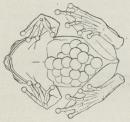 Fig. 4. Indisk Frø (Rhacophorus reticulatus) med Æg paa Bugen. Fig. 4. Indisk Frø (Rhacophorus reticulatus) med Æg paa Bugen.