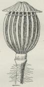 Fig. 2. Kapsel af Korn-Valmue (2 Gange forstørret).