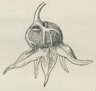 Fig. 3. Kapsel af Klokkeblomst.