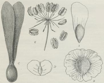 Fig. 5. Eksempler paa Frøspredning ved Vindens Hjælp. A Frø af Gran (forst.);<bB Frø af en Bignoniacé (Zeyheria montana); C Frugt af en Dipterokarpacé (Gyrocarpus Asiaticus); D Frugt af Birk (forstørr.); E Frugtstand og enkelte Frugter af Bredbladet Foldfrø.