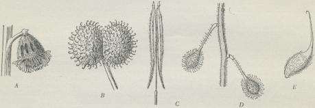 Fig. 9. Eksempler paa Frøspredning ved Dyrenes Hjælp. A Frugt af Almindelig Agermaane (forstørr.); B Frugt af Burre-Snærre (4 Gange forstørr.); C Frugt af en Skærmplante (Osmoriza; lidt forstørr.); D Frugter af Dunet Steffensurt (2 Gange forstørr.); E Frugt af Nellikerod (2 Gange forstørr.). Fig. 9. Eksempler paa Frøspredning ved Dyrenes Hjælp. A Frugt af Almindelig Agermaane (forstørr.); B Frugt af Burre-Snærre (4 Gange forstørr.); C Frugt af en Skærmplante (Osmoriza; lidt forstørr.); D Frugter af Dunet Steffensurt (2 Gange forstørr.); E Frugt af Nellikerod (2 Gange forstørr.).