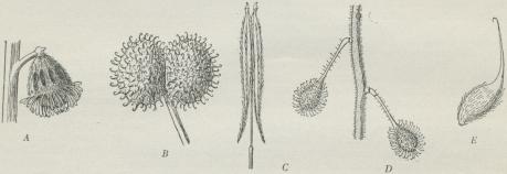 Fig. 9. Eksempler paa Frøspredning ved Dyrenes Hjælp. A Frugt af Almindelig Agermaane (forstørr.); B Frugt af Burre-Snærre (4 Gange forstørr.); C Frugt af en Skærmplante (Osmoriza; lidt forstørr.); D Frugter af Dunet Steffensurt (2 Gange forstørr.); E Frugt af Nellikerod (2 Gange forstørr.).