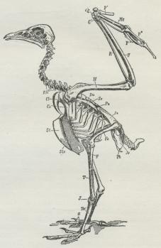 Fig. 1. Fugleskelet. Rh Halsribben. Cl Nøgleben.<bCo Ravnenæbsben. Se Skulderblad. St Brystben. Stc<bRibbenenes forreste Halvdel. Pu Krogtap. Jl<bHofteben. Js Sædeben. Pb Skamben. H Overarm. R<bSpoleben. U Albueben. CC Haandrod. Mc Mellemhaand. <bp′, p″, p‴, 2., 3. og 4. Finger. Fe Laarben.<bT Skinneben. F Lægben. J Hælled. Tm Løb.<bZ Tæer.