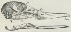 Fig. 2. Hovedskal af And. set fra Siden<bUnderkæben fjernet fra Kraniet. Na Næseben. Fr Pandeben.<bVo Plovskærben. Pa Ganeben. Pt Vingeben, q<bLedben. A Kindbue. Fig. 2. Hovedskal af And. set fra Siden<bUnderkæben fjernet fra Kraniet. Na Næseben. Fr Pandeben.<bVo Plovskærben. Pa Ganeben. Pt Vingeben, q<bLedben. A Kindbue.