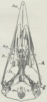 Fig. 3. Hovedskal af Ravn, set fra Undersiden.<bMxp Overkæbens Ganebensfremspring.<bVo Plovskærben. Pt Vingeben,<bq Ledben. A Kindbue. Fig. 3. Hovedskal af Ravn, set fra Undersiden.<bMxp Overkæbens Ganebensfremspring.<bVo Plovskærben. Pt Vingeben,<bq Ledben. A Kindbue.