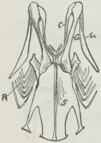 Fig. 4. Brystben og Skulderbælte af Drossel.<bS Brystben. R Ribben. C Nøgleben.<bCo Ravnenæbsben. Sc Skulderblad.