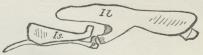 Fig. 5. Bækken af en Kylling visende 3 adskilte<bKnogler. Il Hofteben. Is Sædeben. P Skamben.