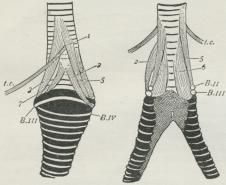 Fig. 6. Syrinx af Ravn, set fra Siden og forfra.<b1—6 Sangmuskler. B.1I—B.IV Bronchialhalvringe.