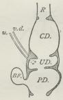 Fig. 9. Diagram af Kloaken af en Fugl.<bR Endetarm. CD., UD., PD. øverste,<bmellemste og nederste Kloakkammer.<bv. d. Sædleder. u. Urinleder.<bBF. bursa Fabricii.