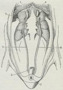 Fig. 10. Nyre og Hannens Kønsorganer hos Duen.<b1 Lunge. 2 Nyre. 3 Urinleder. 4 Sædstok. <b5 Sædleder. 6 Tarm. 7 Gataabning.