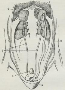 Fig. 11. Hunnens Kønsorganer hos Duen.<b1 Ægstok. 2 Ægleder. 3 Urinleder. <b4 Bursa Fabricii. 5 dennes Munding i Kloaken. Fig. 11. Hunnens Kønsorganer hos Duen.<b1 Ægstok. 2 Ægleder. 3 Urinleder. <b4 Bursa Fabricii. 5 dennes Munding i Kloaken.