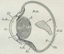 Fig. 12. Horisontalt Snit gennem Øjet af en Fugl<b(Rovfugl). A. ch. Øjets forreste Kammer. C<bHornhinde. Ch. Aarehinde. c. m. Kransmuskelens<bforreste Parti (Crampton’s Muskel). Co Bindehinde i<bRegnbuehinde. L Linse. N. O. Synsnerve. P<b»Viften«. P. ch. Øjets bageste Kammer. R Nethinde.<bSc. Senehinde med indlejret Benring. Fig. 12. Horisontalt Snit gennem Øjet af en Fugl<b(Rovfugl). A. ch. Øjets forreste Kammer. C<bHornhinde. Ch. Aarehinde. c. m. Kransmuskelens<bforreste Parti (Crampton’s Muskel). Co Bindehinde i<bRegnbuehinde. L Linse. N. O. Synsnerve. P<b»Viften«. P. ch. Øjets bageste Kammer. R Nethinde.<bSc. Senehinde med indlejret Benring.