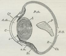 Fig. 12. Horisontalt Snit gennem Øjet af en Fugl<b(Rovfugl). A. ch. Øjets forreste Kammer. C<bHornhinde. Ch. Aarehinde. c. m. Kransmuskelens<bforreste Parti (Crampton’s Muskel). Co Bindehinde i<bRegnbuehinde. L Linse. N. O. Synsnerve. P<b»Viften«. P. ch. Øjets bageste Kammer. R Nethinde.<bSc. Senehinde med indlejret Benring.