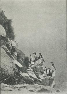 Fig. 2. Fuglefjeld med Lomvier (Uria troile). Fig. 2. Fuglefjeld med Lomvier (Uria troile).