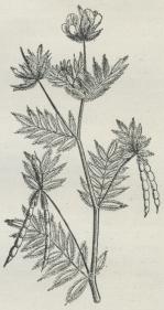 Serradella. Serradella.