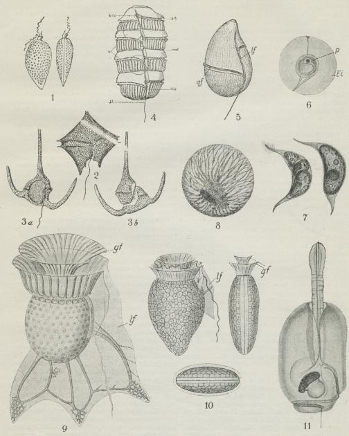 Furealger (alle stærkt, men ikke lige stærkt forstørrede). 1 Prorocentrum micans, set fra Fladen og fra Kanten. 2 Peridinium divergens, fra Bugsiden. 3 a Ceratium tripos, fra Bugsiden. 3 b Samme i Deling, set fra Rygsiden. 4 Firecellet Koloni af Polykrikos Schwartzii. 5 Gymnodinium (Spirodinium) pepo. 6<bKopepod-Æg (Ei) med en parasitisk Gymnodinium (p) i sit Indre. 7 Cystodinium Steinii, to Cysier, hvoraf den til venstre har delt sit Indhold i to Gymnodinium-lignende Sværmsporer. 8 Pyrocystis pseudonoctiluca. 9 Ornithocercus magnificus, fra Fladea. 10 Dinophysis norvegica, fra Fladen, fra Kanten og fra Enden (gf Krave omkring Tværfuren, lf Vingeliste langs Længdefuren). 11 Erythropsis agilis, fra Bugsiden, Tentakel i Forenden, Tvær- og Længdefure med Svingtraade, »Øje« med Linse. (Fig. 1, 2, 3, 5, 9, 10 efter F. Schütt; 4 efter Kofoid; 6 efter Dogiel; 7 efter Klebs; 8 efter Murray og 11 efter Fauré Frémiet).